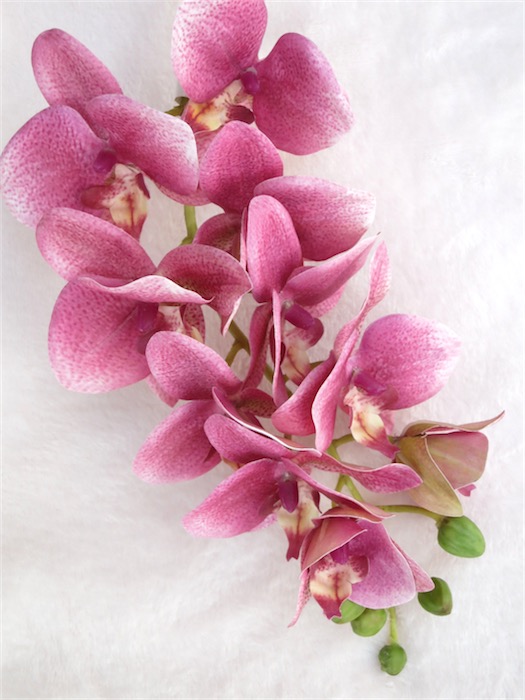 Seidenblume Orchidee