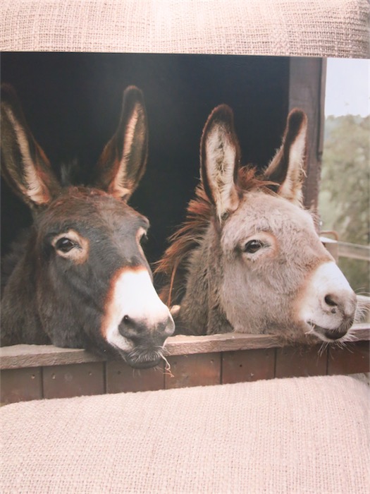 Tischset Donkeys